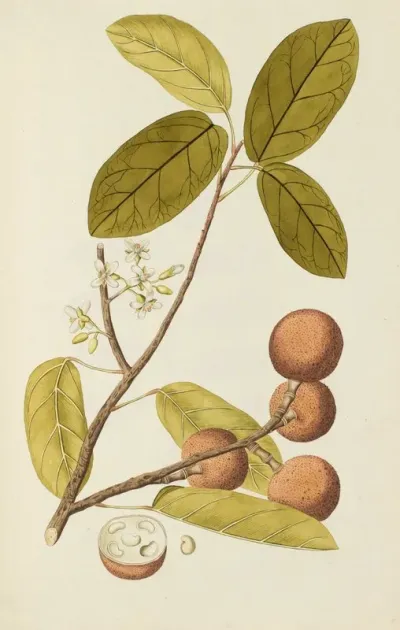 Selectarum Stirpium Americanarum Historia Pl 144