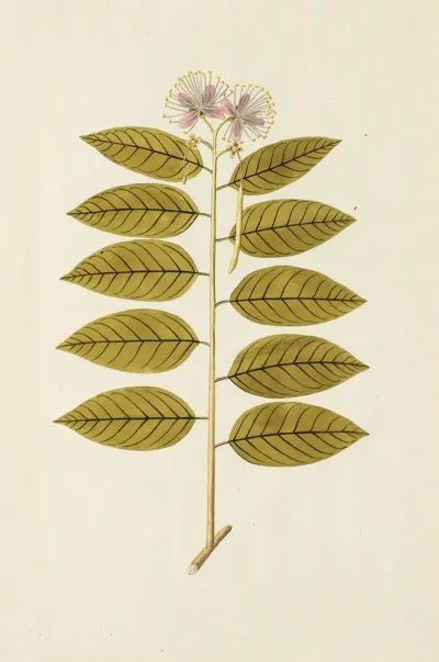 Selectarum Stirpium Americanarum Historia Pl 146