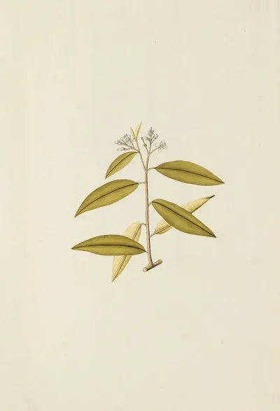 Selectarum Stirpium Americanarum Historia Pl 149