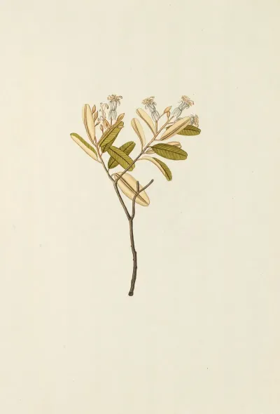 Selectarum Stirpium Americanarum Historia Pl 150