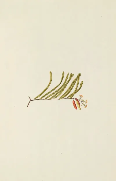 Selectarum Stirpium Americanarum Historia Pl 151