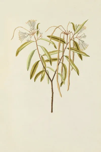 Selectarum Stirpium Americanarum Historia Pl 152