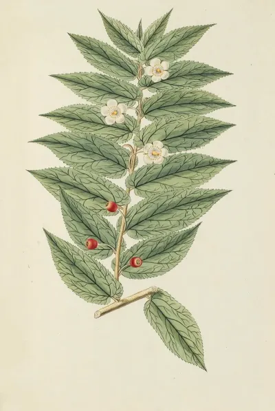 Selectarum Stirpium Americanarum Historia Pl 158