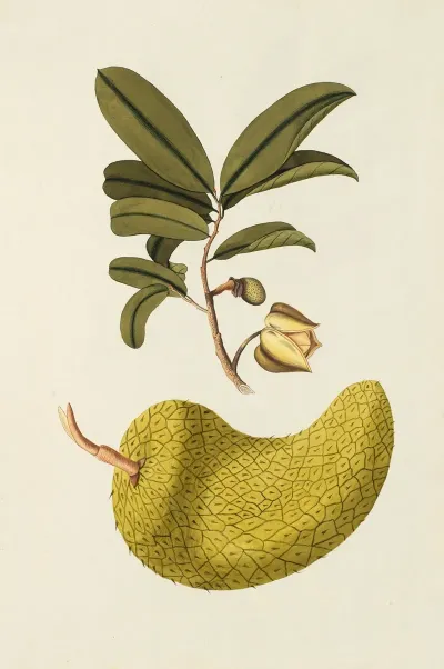 Selectarum Stirpium Americanarum Historia Pl 161