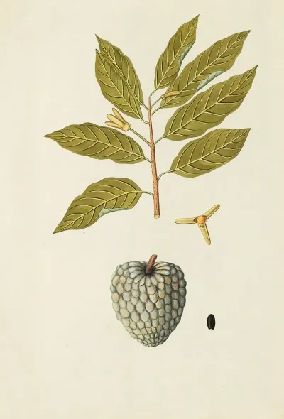 Selectarum Stirpium Americanarum Historia Pl 162