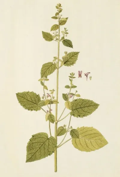 Selectarum Stirpium Americanarum Historia Pl 163