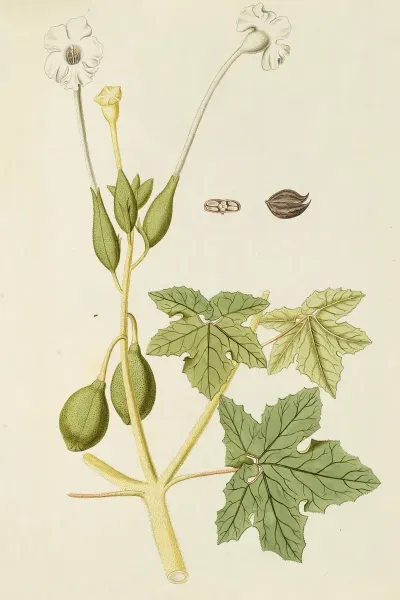 Selectarum Stirpium Americanarum Historia Pl 166