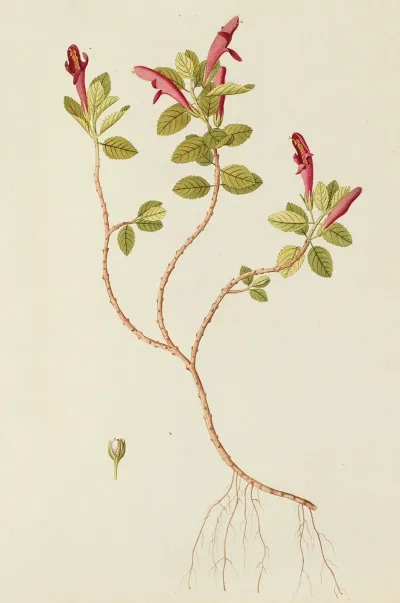 Selectarum Stirpium Americanarum Historia Pl 170
