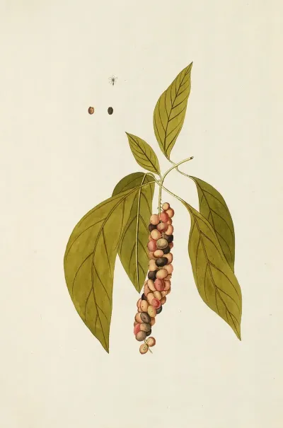 Selectarum Stirpium Americanarum Historia Pl 178