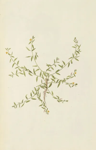 Selectarum Stirpium Americanarum Historia Pl 181