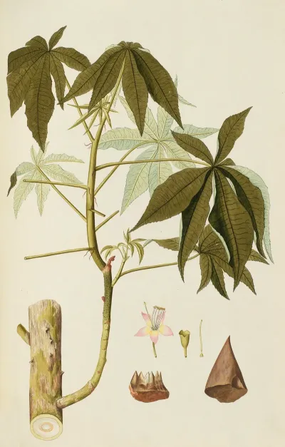 Selectarum Stirpium Americanarum Historia Pl 182