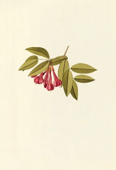 Selectarum Stirpium Americanarum Historia Pl 183