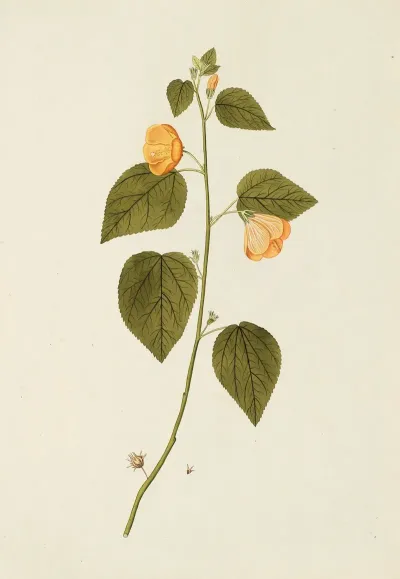 Selectarum Stirpium Americanarum Historia Pl 185