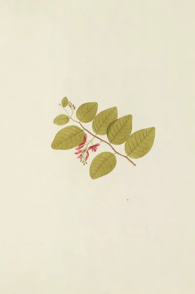 Selectarum Stirpium Americanarum Historia Pl 186