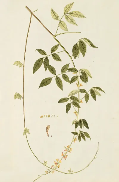 Selectarum Stirpium Americanarum Historia Pl 187