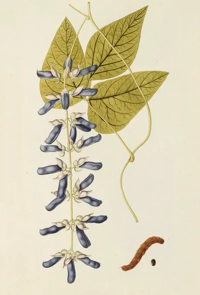Selectarum Stirpium Americanarum Historia Pl 188