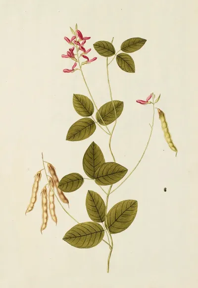 Selectarum Stirpium Americanarum Historia Pl 191