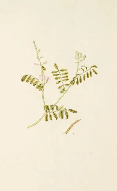 Selectarum Stirpium Americanarum Historia Pl 192