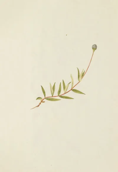 Selectarum Stirpium Americanarum Historia Pl 194