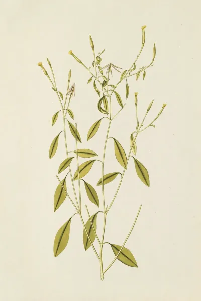 Selectarum Stirpium Americanarum Historia Pl 195