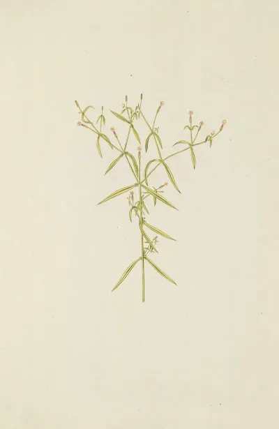 Selectarum Stirpium Americanarum Historia Pl 196
