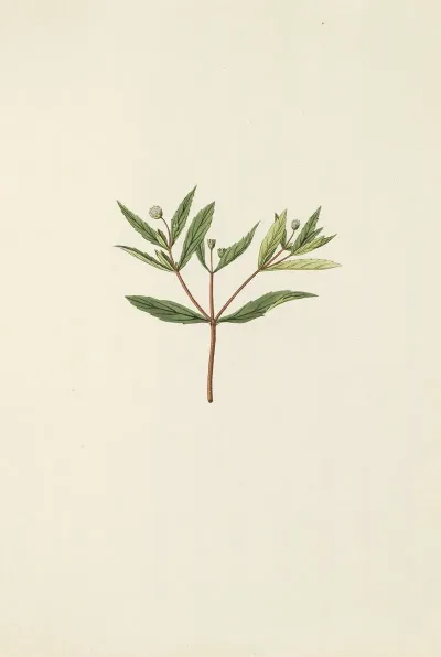 Selectarum Stirpium Americanarum Historia Pl 197