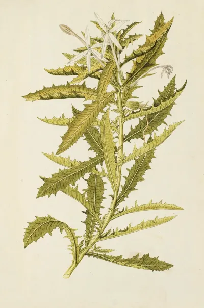 Selectarum Stirpium Americanarum Historia Pl 200