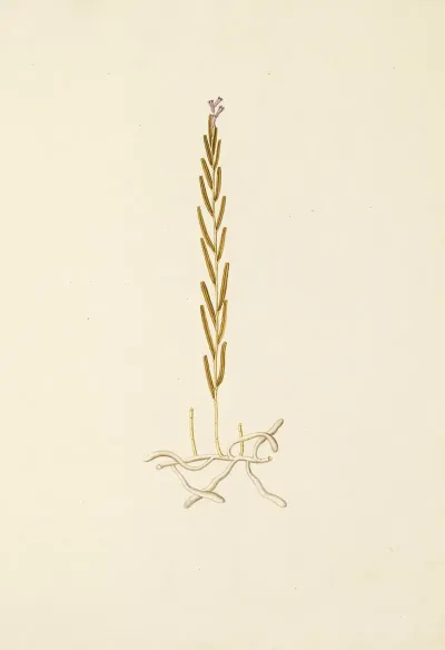 Selectarum Stirpium Americanarum Historia Pl 201