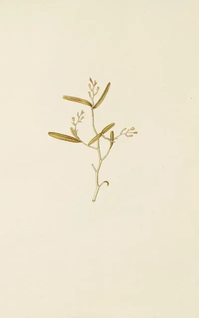 Selectarum Stirpium Americanarum Historia Pl 202