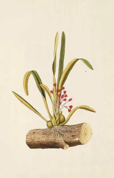 Selectarum Stirpium Americanarum Historia Pl 205