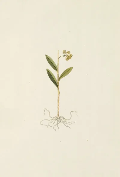 Selectarum Stirpium Americanarum Historia Pl 208