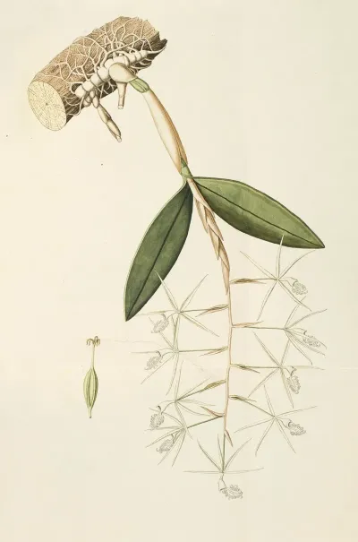 Selectarum Stirpium Americanarum Historia Pl 209