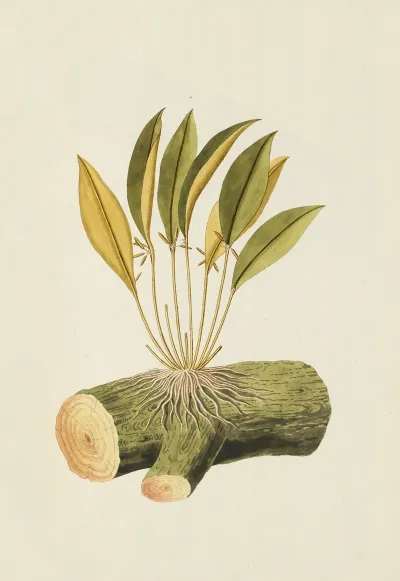Selectarum Stirpium Americanarum Historia Pl 212