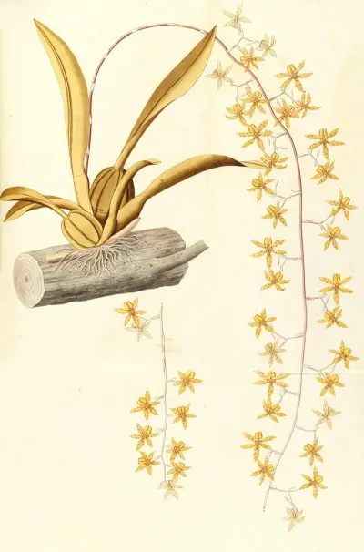Selectarum Stirpium Americanarum Historia Pl 215