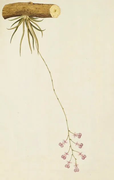 Selectarum Stirpium Americanarum Historia Pl 216
