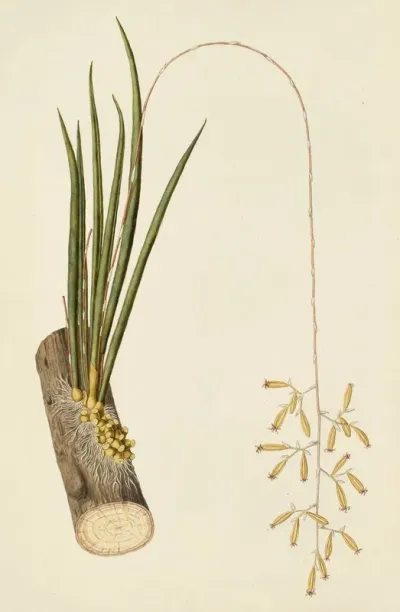 Selectarum Stirpium Americanarum Historia Pl 217