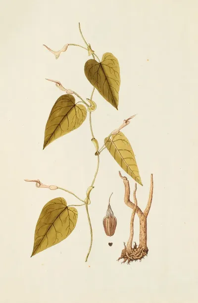 Selectarum Stirpium Americanarum Historia Pl 220