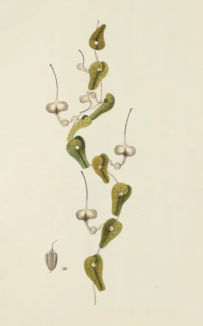 Selectarum Stirpium Americanarum Historia Pl 221