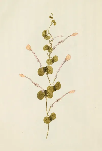 Selectarum Stirpium Americanarum Historia Pl 222