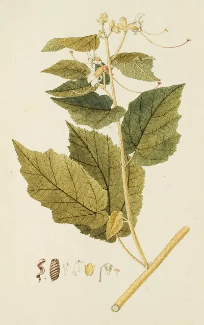 Selectarum Stirpium Americanarum Historia Pl 226