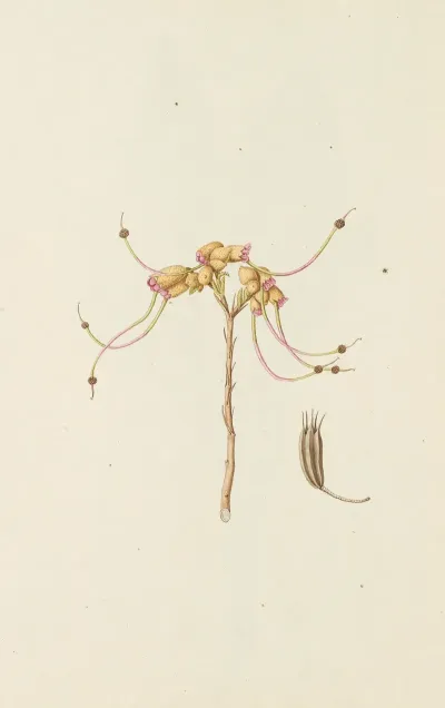 Selectarum Stirpium Americanarum Historia Pl 228