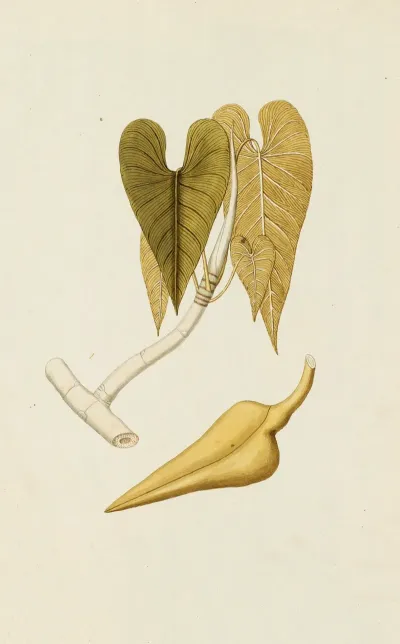 Selectarum Stirpium Americanarum Historia Pl 230