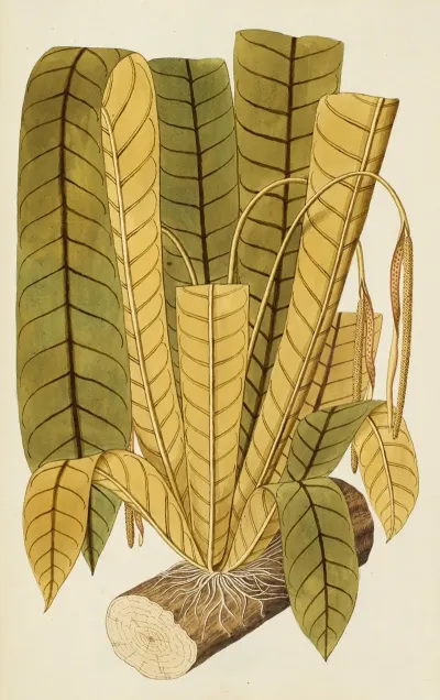 Selectarum Stirpium Americanarum Historia Pl 231
