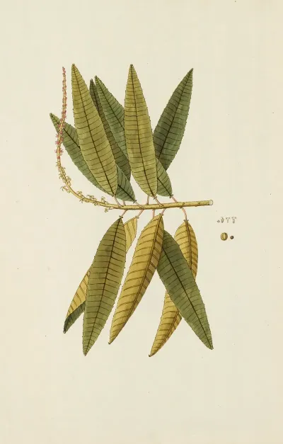 Selectarum Stirpium Americanarum Historia Pl 237