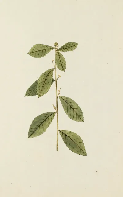 Selectarum Stirpium Americanarum Historia Pl 241
