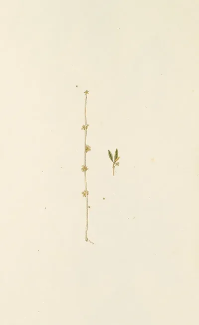 Selectarum Stirpium Americanarum Historia Pl 243