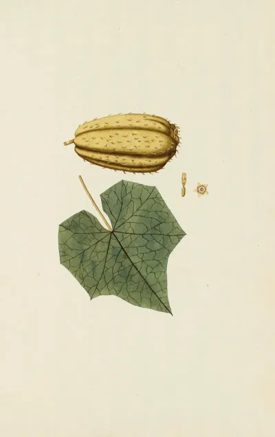 Selectarum Stirpium Americanarum Historia Pl 245