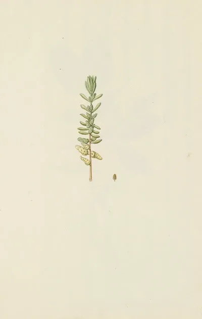 Selectarum Stirpium Americanarum Historia Pl 246