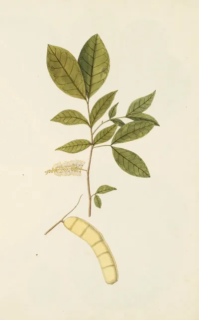 Selectarum Stirpium Americanarum Historia Pl 247