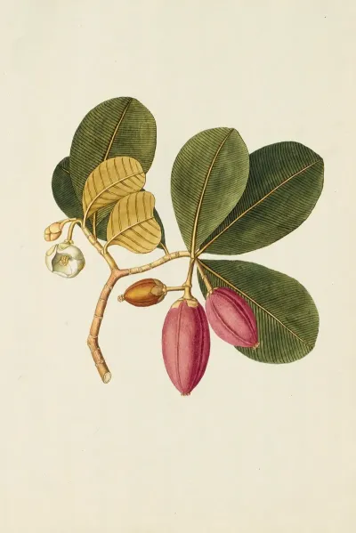 Selectarum Stirpium Americanarum Historia Pl 250